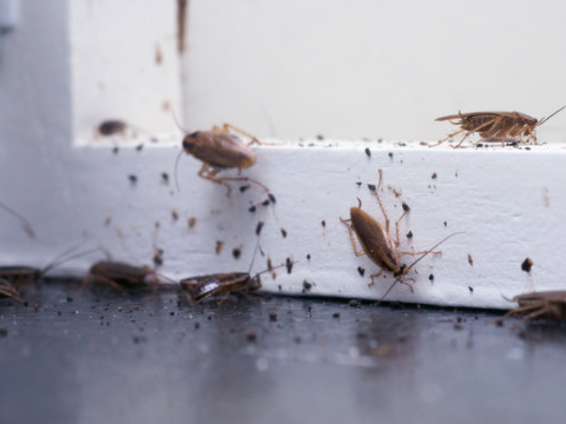 German Cockroaches