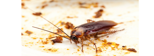 How to Get Rid of Cockroaches in Your Townsville Home