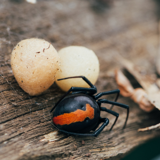 Spiders in Townsville: Which Ones Are Dangerous & How to Keep Them Away