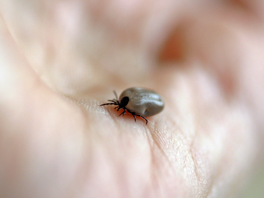 Why Fleas & Ticks Are a Threat to Your Pets (and Your Home)