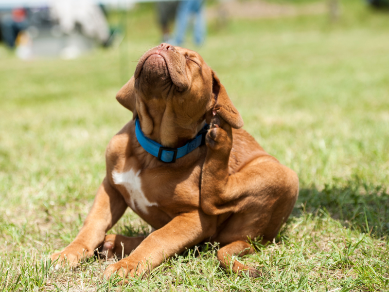 Flea and tick treatment townsville