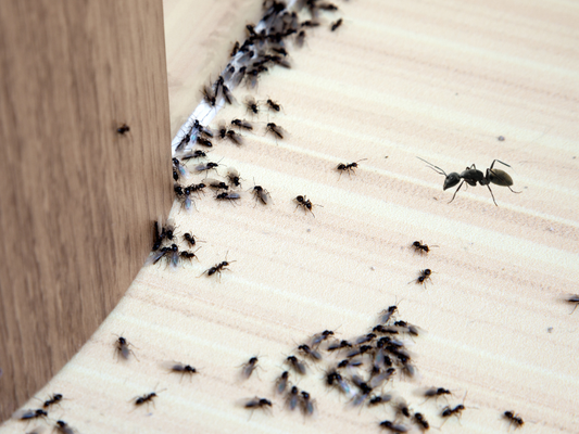 Why Do Cockroaches, Ants, and Rodents Invade Your Home After Rain?