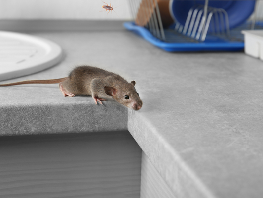 Mouse or Rat? How to Identify Rodent Droppings vs Gecko and Frog Poop in Townsville Homes