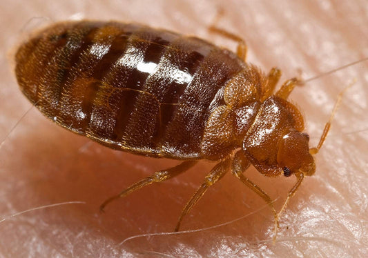 Bed Bug Pest Control in Townsville – Life Cycle, Hiding Spots, Treatment & Quoting Guide