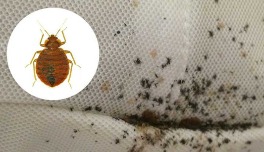 The Truth About Bed Bugs: How Infestations Start & How to Get Rid of Them