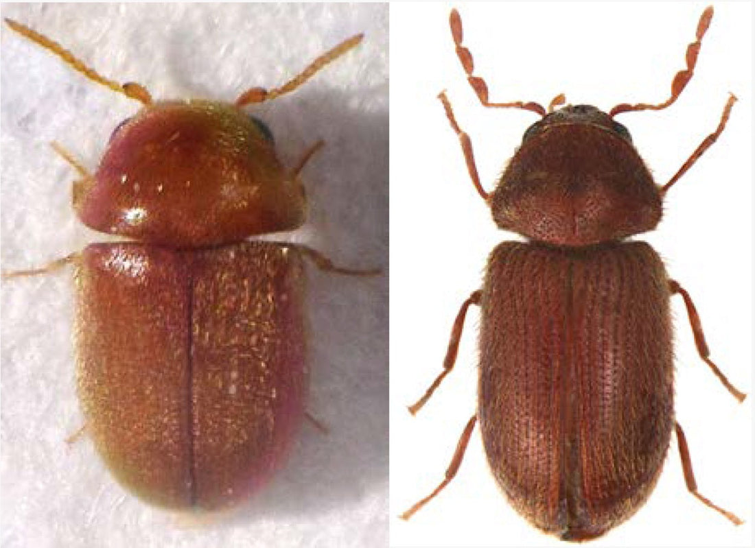 Drugstore beetle and ciggaret beetle how to treat them 