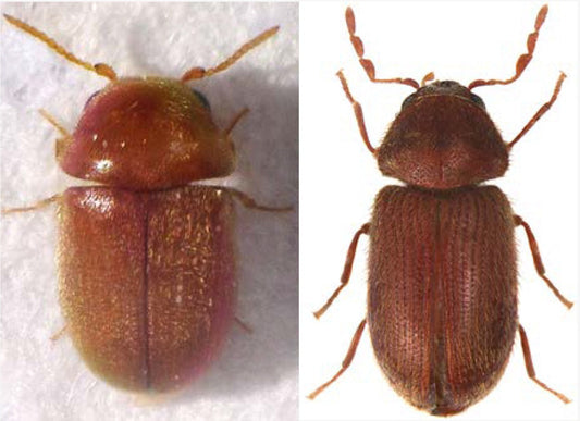 Drugstore beetle and ciggaret beetle how to treat them 