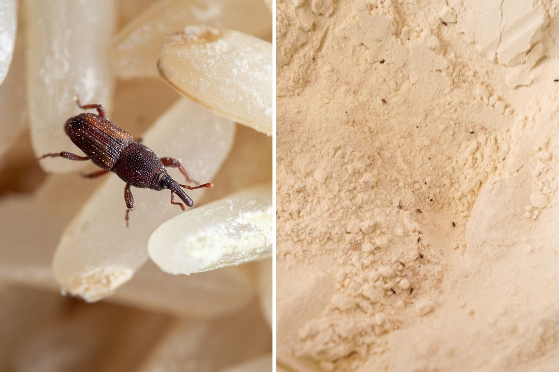 How to get rid of weevils in the kitchen