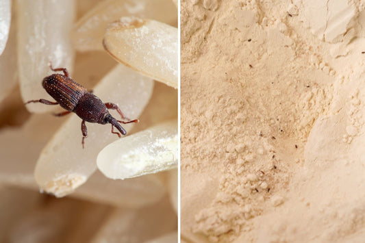 How to get rid of weevils in the kitchen