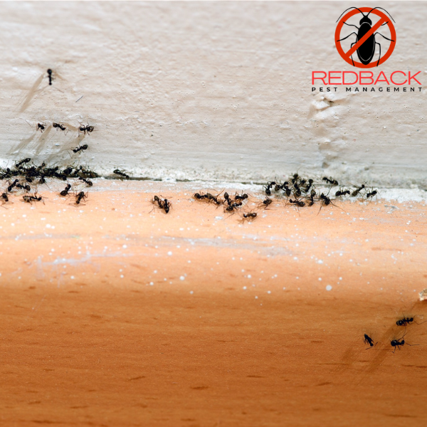 Ants Treatment