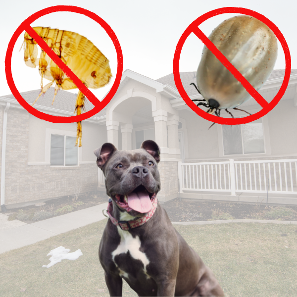 Flea and tick treatment for bond Return 3 month Warrenty