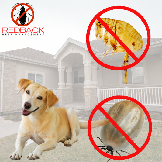 Flea and tick treatment for bond Return 3 month Warrenty