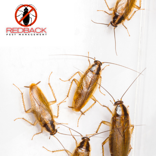 German Cockroach 2 Part treatment