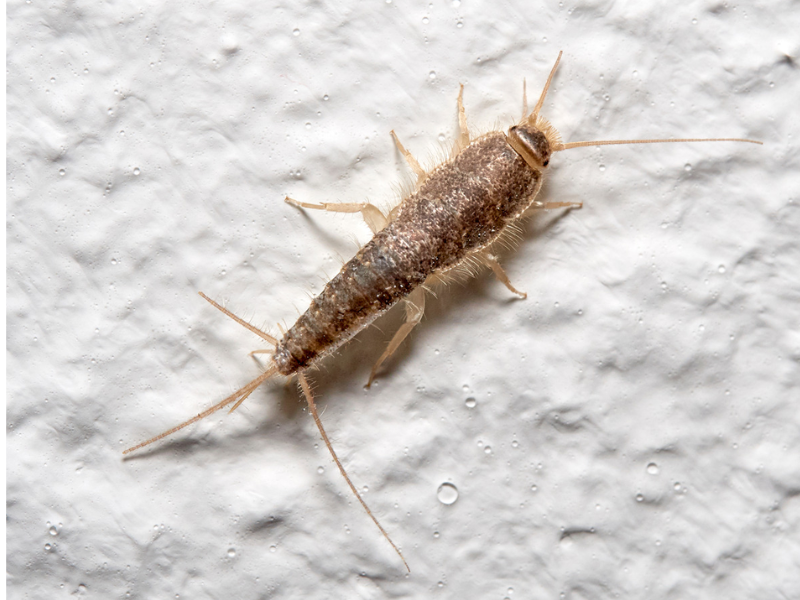 Silverfish Treatment