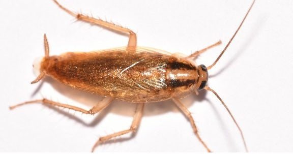 German Cockroach 2 Part treatment