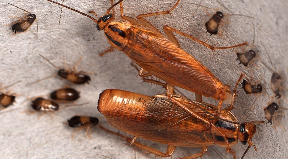 German Cockroach 2 Part treatment