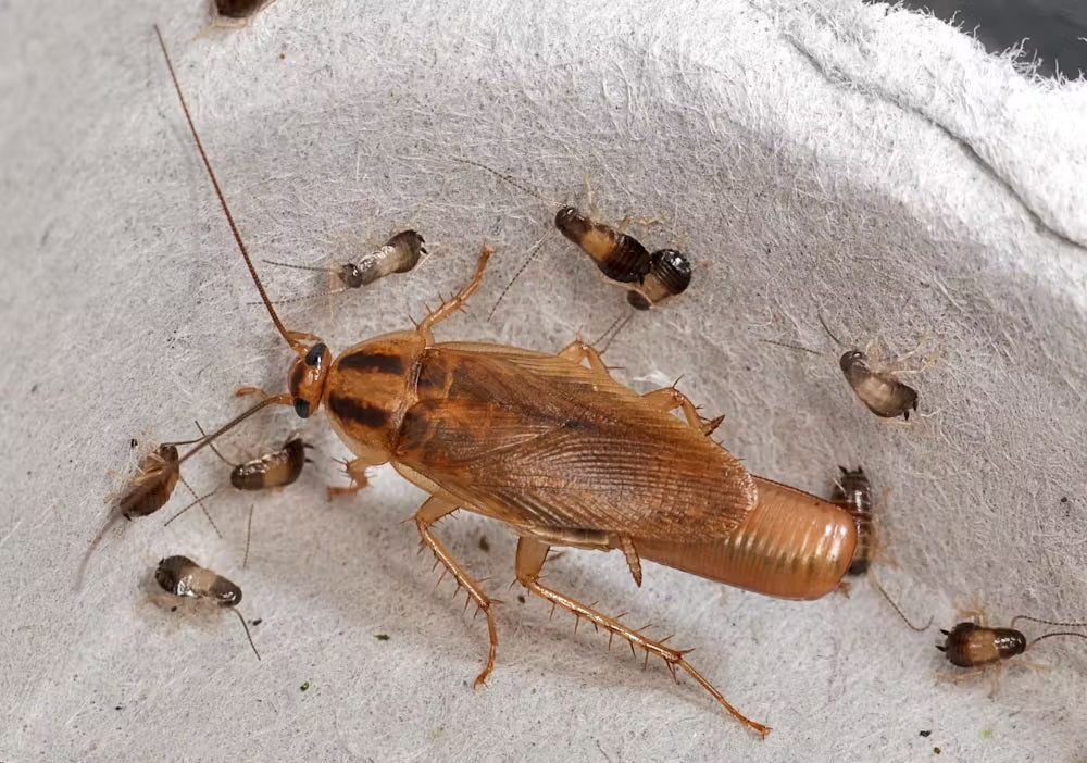German Cockroach 2 Part treatment